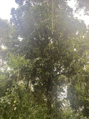 Gustavia macarenensis