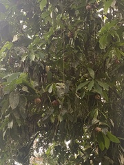 Gustavia macarenensis