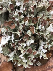 Platismatia tuckermanii