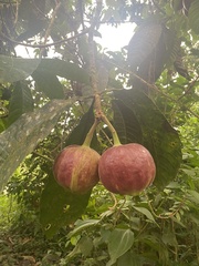 Gustavia macarenensis