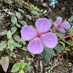 Heterocentron subtriplinervium