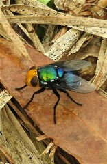 Amenia chrysame