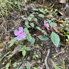 Heterocentron subtriplinervium