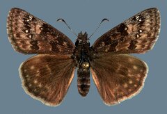 Erynnis afranius