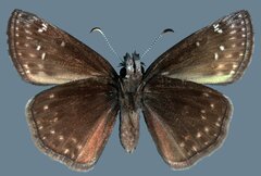 Erynnis afranius