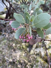 Arctostaphylos viscida mariposa