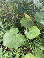 Piper umbellatum