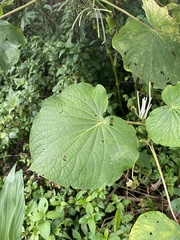 Piper umbellatum