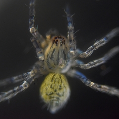 Araneae