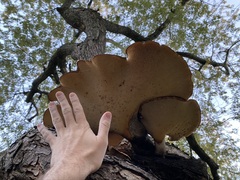 Cerioporus squamosus