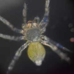 Araneae