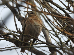 Turdus naumanni