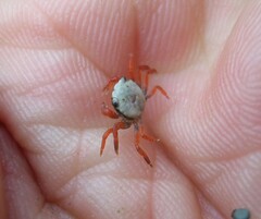 Hemigrapsus