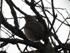 Turdus naumanni