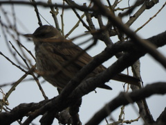 Turdus naumanni