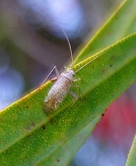 Orthotylus