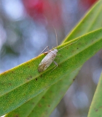 Orthotylus