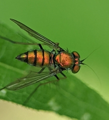 Condylostylus comatus