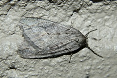 Paleacrita vernata