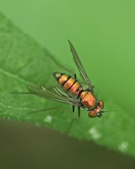 Condylostylus comatus