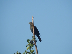 Onychognathus albirostris