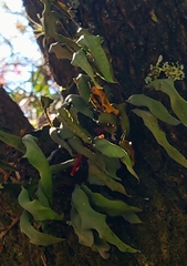 Pleopeltis macrocarpa