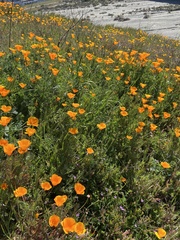 Eschscholzia californica