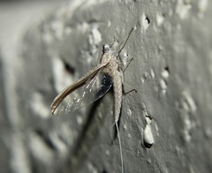 Callibaetis pictus