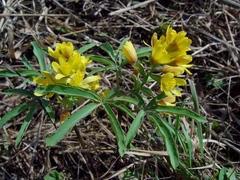 Gymnospermium altaicum