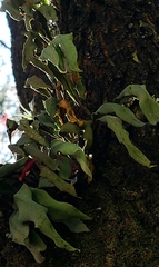 Pleopeltis macrocarpa