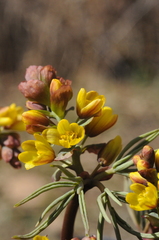 Gymnospermium altaicum