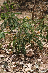 Senna didymobotrya
