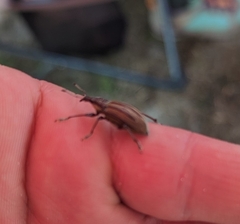 Diaprepes abbreviatus