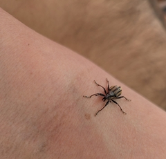 Diaprepes abbreviatus