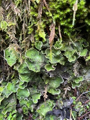 Peltigera britannica