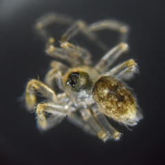Oecobius