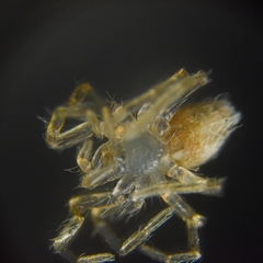Oecobius