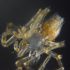 Oecobius