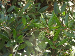 Heteromeles arbutifolia