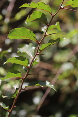 Flacourtia indica