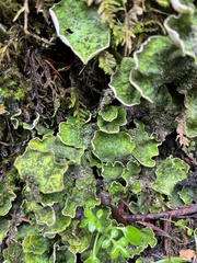 Peltigera britannica