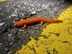 Pseudotriton montanus