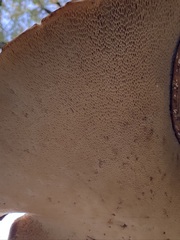 Cerioporus squamosus