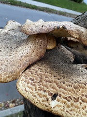 Cerioporus squamosus