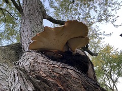 Cerioporus squamosus