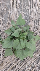 Helianthus debilis cucumerifolius