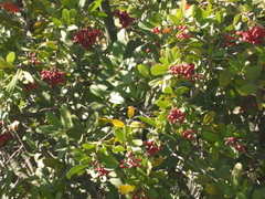 Heteromeles arbutifolia