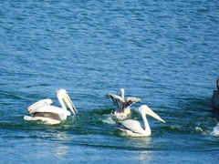 Pelecanus rufescens