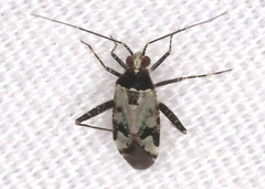 Phytocoris nigricollis