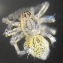 Araneae